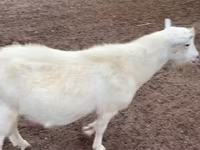Ziegenbock, Saanen goat — Foto 1
