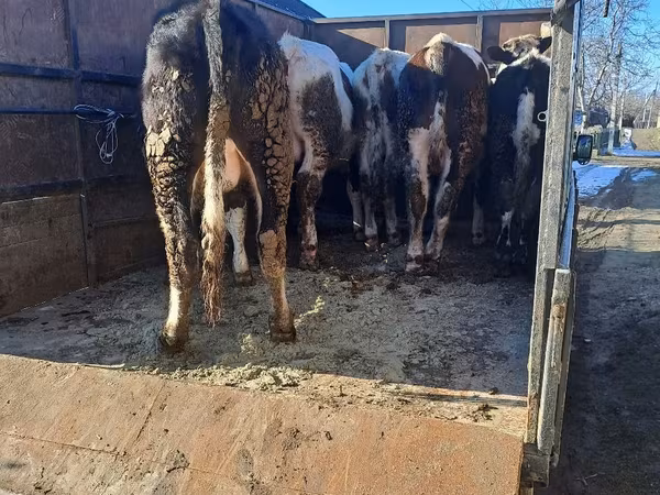 母牛, Cattle — 摩尔多瓦