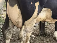 गाय, Russian Black pied cattle — फ़ोटो 8