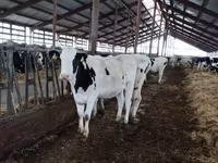 İnək, Russian Black pied cattle — foto 5