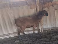 Ram, Hissar sheep — photo 2