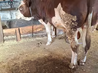 公牛, Simmental cattle — 照片 3