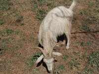 Cabra, Cabras — foto 4
