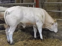 Bou, Blonde d’Aquitane cattle — foto 6