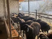 Brebis, Moutons — photo 6