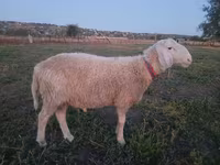 كبش, Assaf sheep — الصورة 1