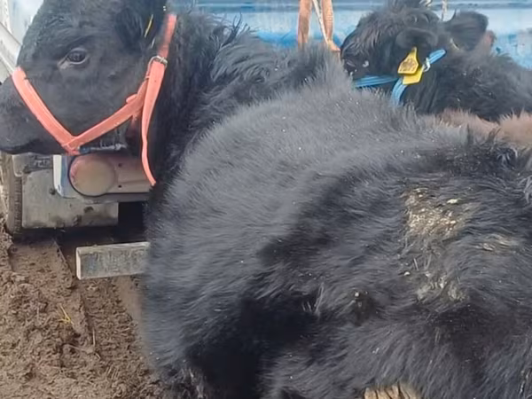 Bull, Aberdeen-Angus