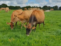 Vache, Race Jersey — photo 4