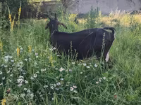 Capră, Nubian Goat — foto 5