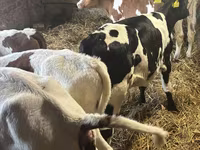 Bou, Simmental cattle — foto 6