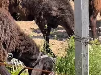 Намордник для баранов — foto 3