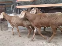 Berbec, Edilbay sheep — foto 2