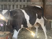 Taureau, Race Holstein — photo 1