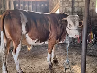 Bull, Cattle — photo 1
