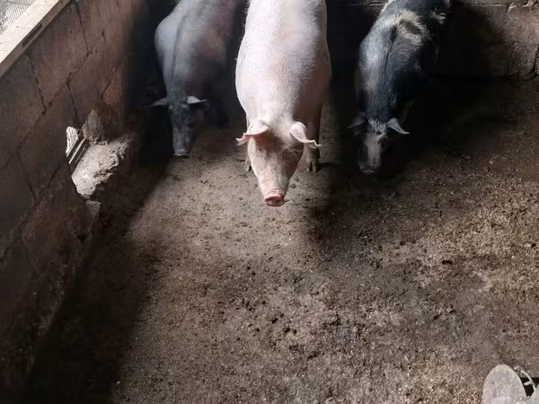 母猪, Pigs — 摩尔多瓦