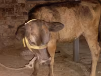 Sigir, Ukrainian Brown Dairy Cattle — 4-rasm