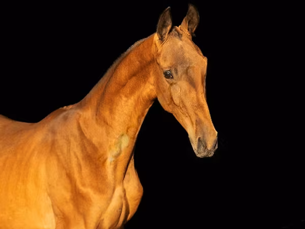 Hengst, Akhal-Teke
