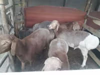 Bélier, Moutons — photo 1
