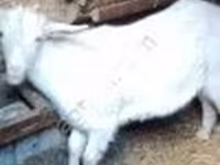 Cabra, Cabras — foto 2