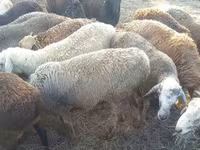 Qoç, Hissar sheep — foto 3