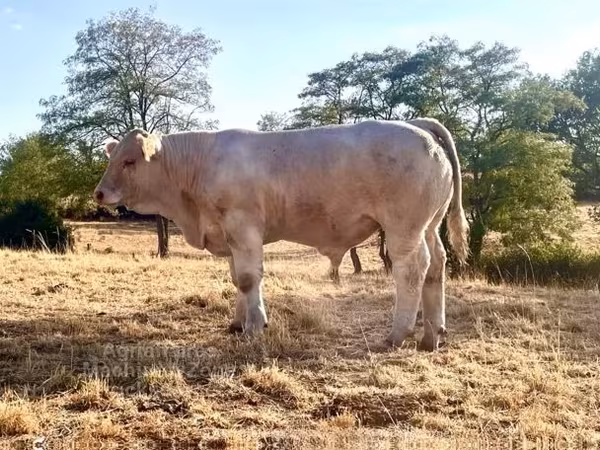 Bou, Charolais cattle