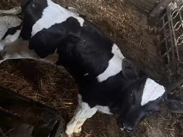 İnək, Mal-qara — Moldova