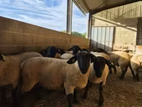 Berbec, White Suffolk sheep — foto 2