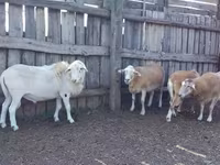 Berbec, Katum sheep — foto 1