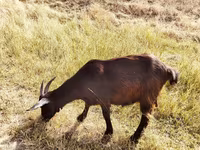 Ziege, Saanen goat — Foto 4