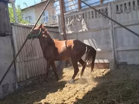Cal, Arabian horse — foto 1