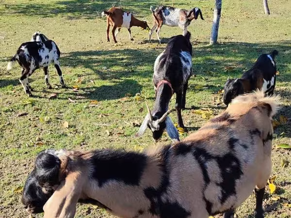 बकरा, Nubian Goat — मॉल्डोवा