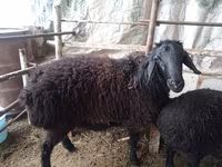 Ram, Sheep — photo 2