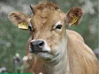 İnək, Simmental cattle — foto 3