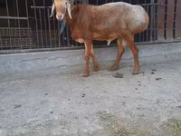 Berbec, Saryarka sheep — foto 1