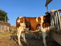 Vache, Montbéliarde — photo 3