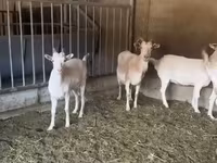 Capră, Pomellata goat — foto 2