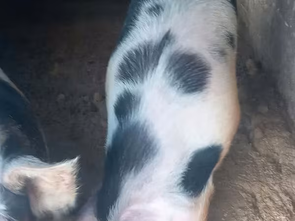 Se vind porci