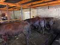 Bou, Vaca Limousine — foto 2