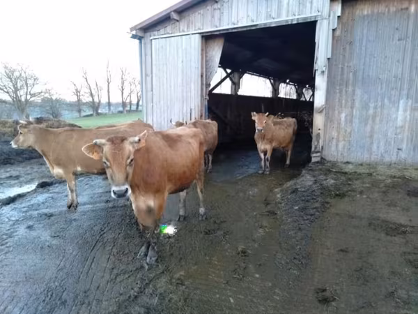 Vacă, Rasa Jersey