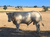 Bou, Rasa vacă — foto 5