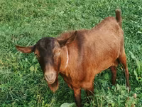 बकरा, Nubian Goat — फ़ोटो 5