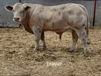 Bou, Charolais cattle — foto 1
