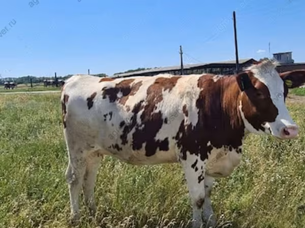 母牛, Danish Red Cow