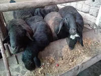 Berbec, Rhon sheep — foto 6