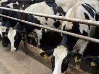 Kuh, Holstein-Rasse — Foto 6