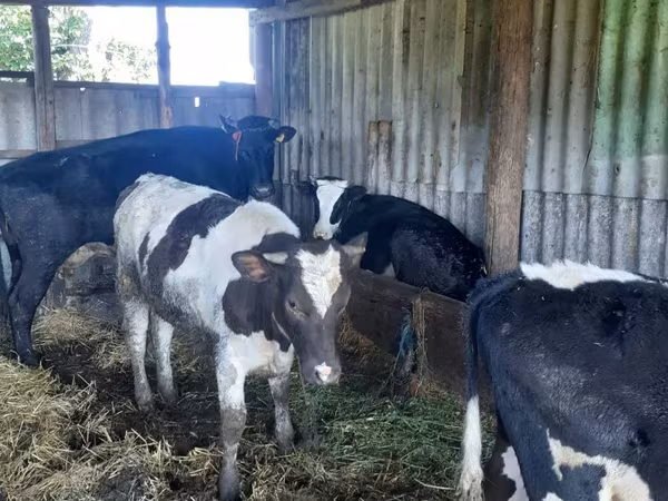母牛, Holstein breed — 摩尔多瓦