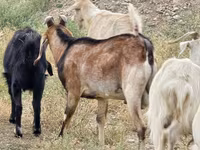 Ziegenbock, Nubian Goat — Foto 2