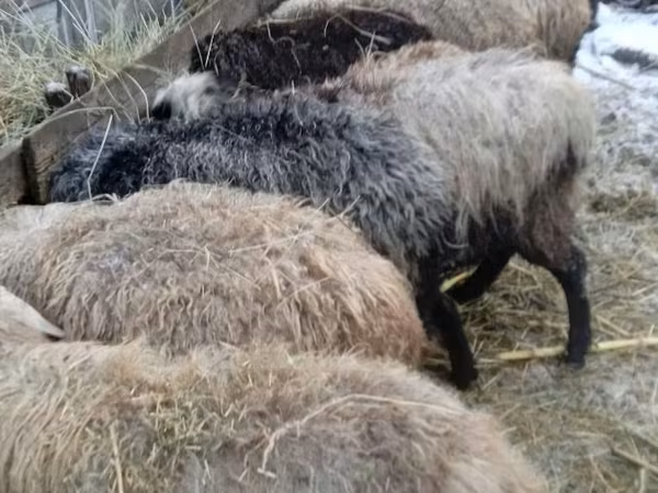 Sheep, Sheep — Moldova