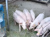 Boar, Pigs — photo 3