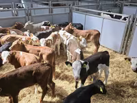 Toro, Ganado vacuno — foto 5